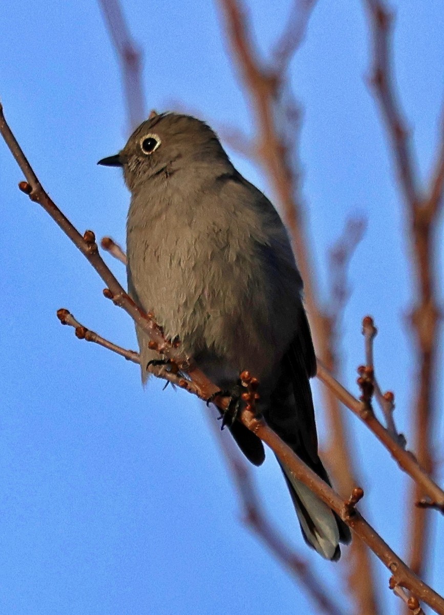 Townsend Soliteri - ML647311348