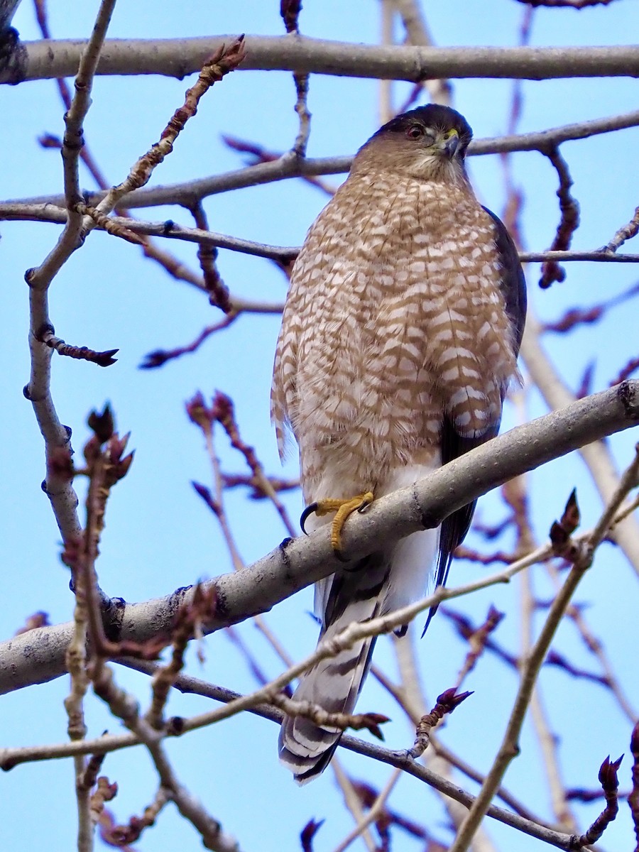 Cooper's Hawk - ML647311351