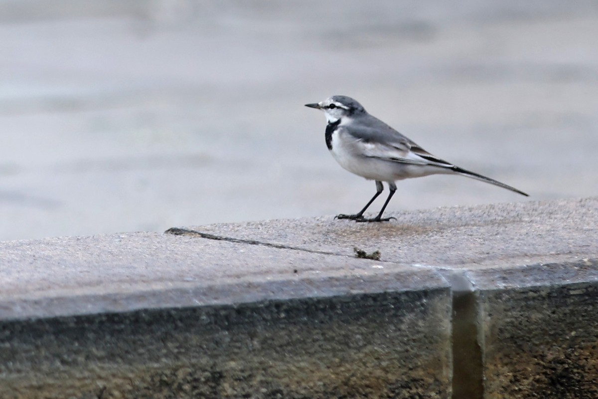 White Wagtail - ML647311355