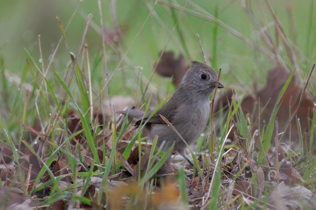 Oak Titmouse - ML647311362