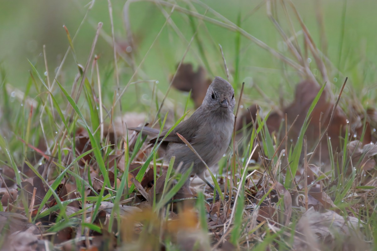 Oak Titmouse - ML647311363