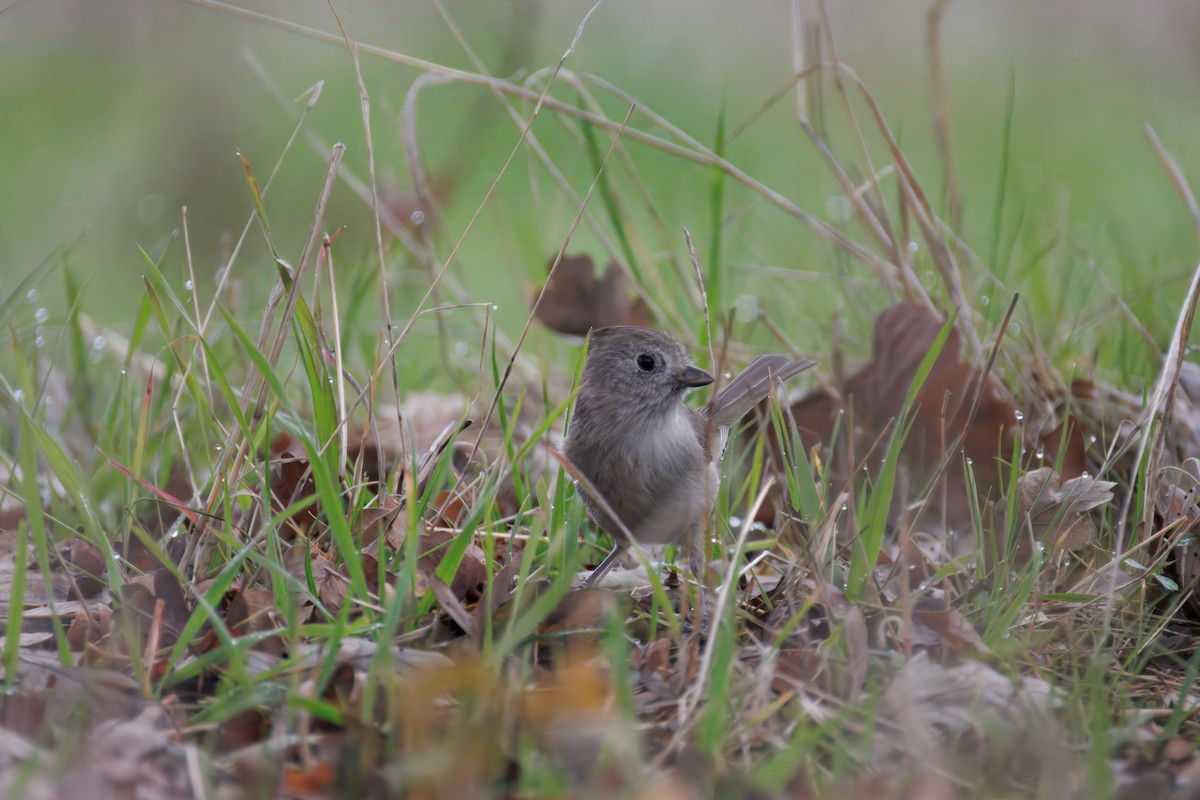 Oak Titmouse - ML647311364