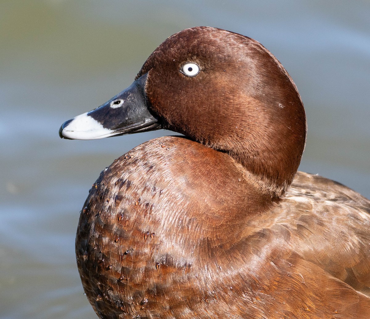 Hardhead - ML647311365