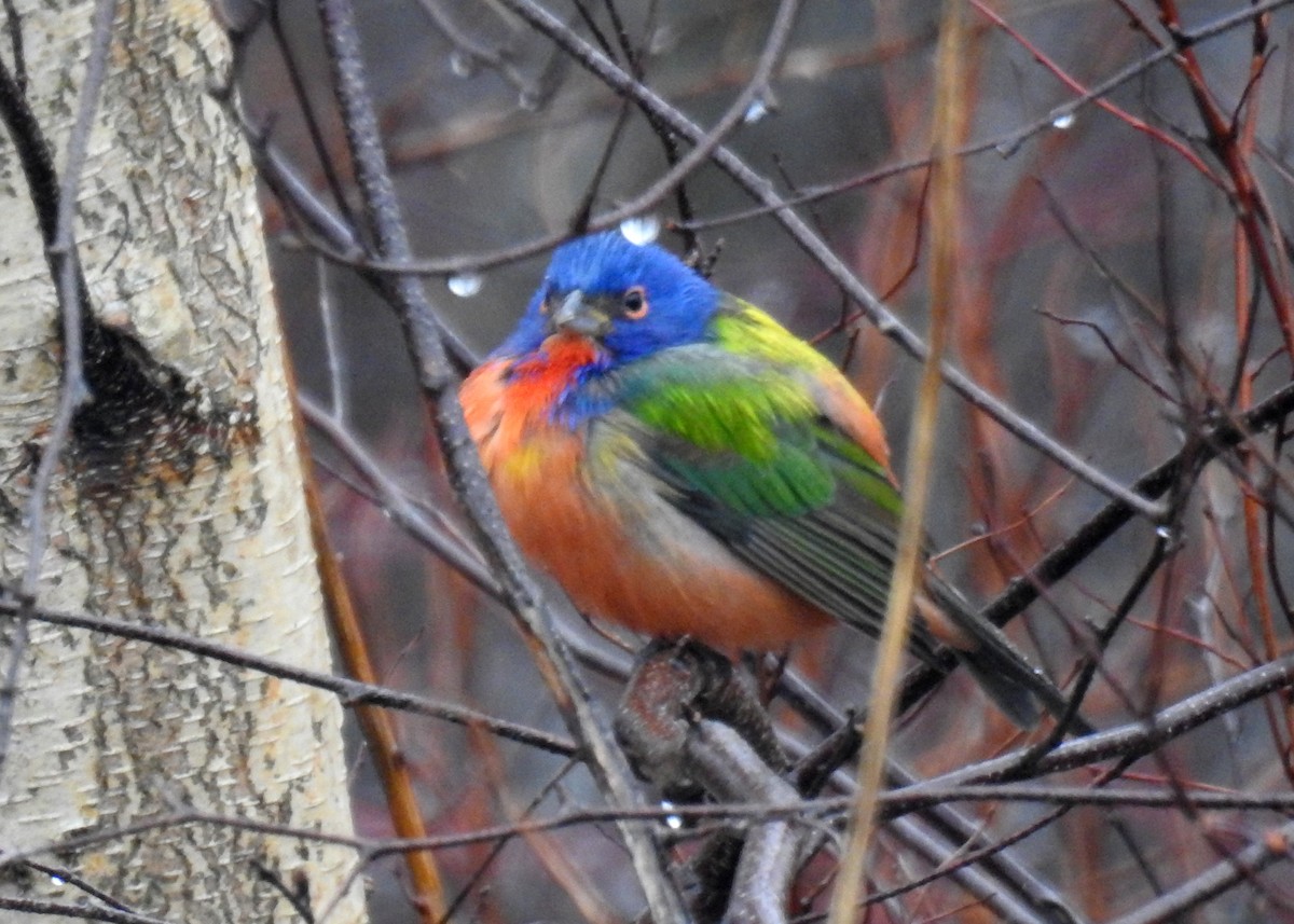 Painted Bunting - ML647311366