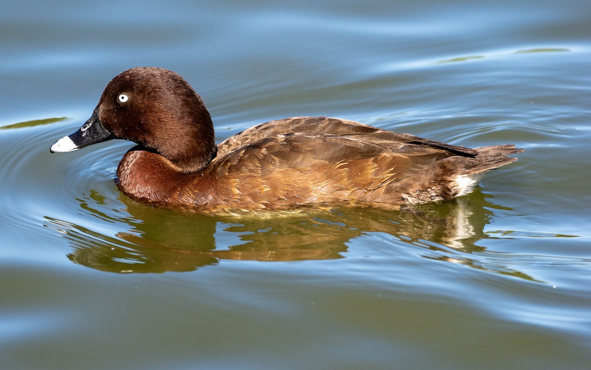 Hardhead - ML647311368