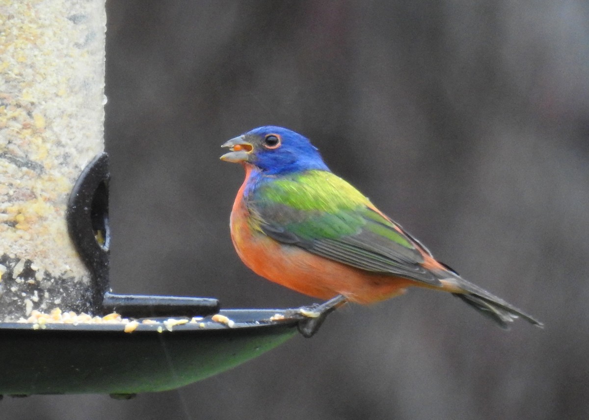 Painted Bunting - ML647311372