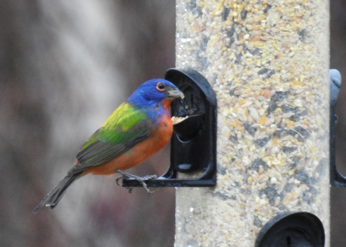 Painted Bunting - ML647311374