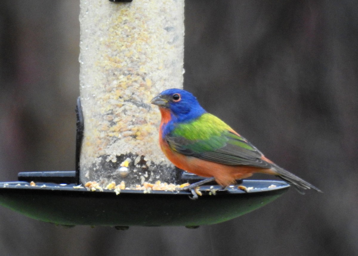 Painted Bunting - ML647311375