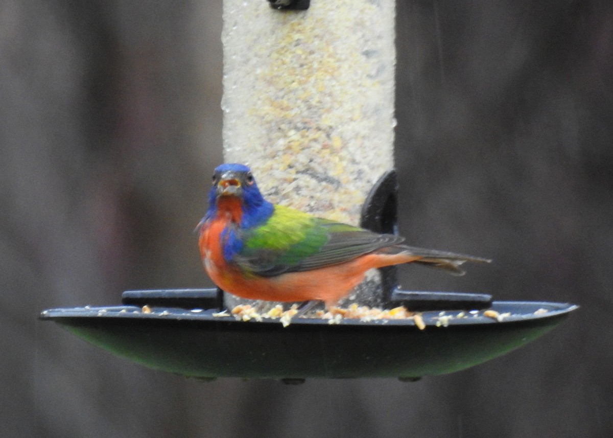 Painted Bunting - ML647311377