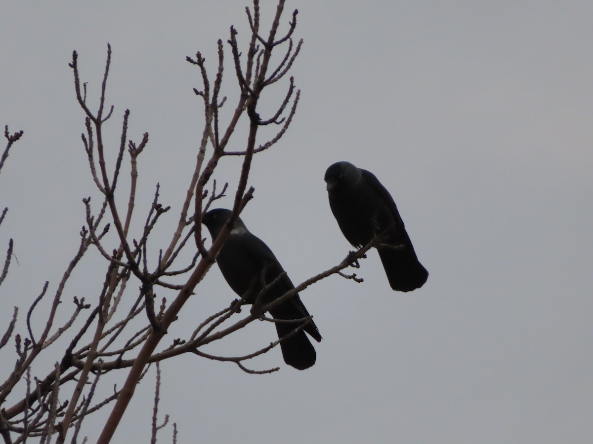 Eurasian Jackdaw - ML647311378
