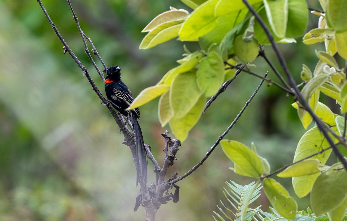 Red-collared Widowbird - ML647311381