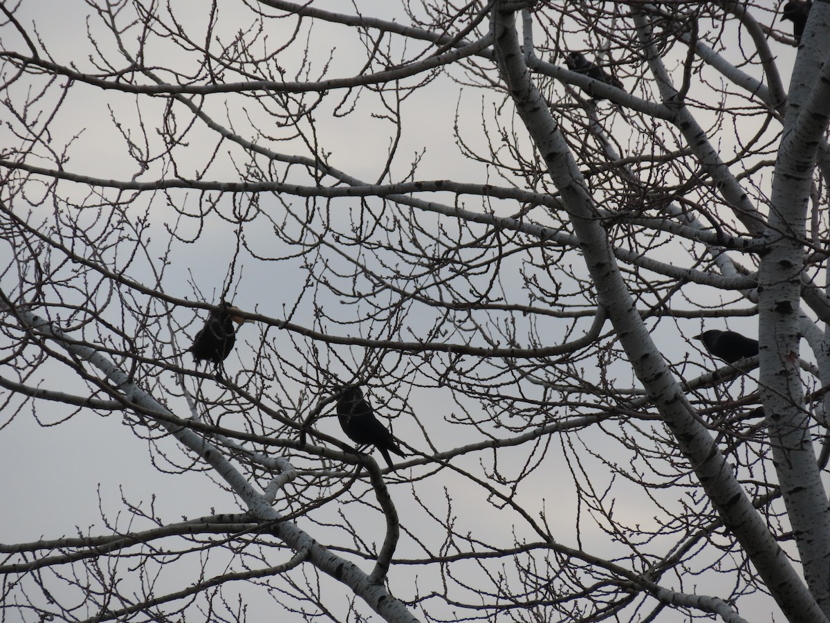 Eurasian Jackdaw - ML647311388