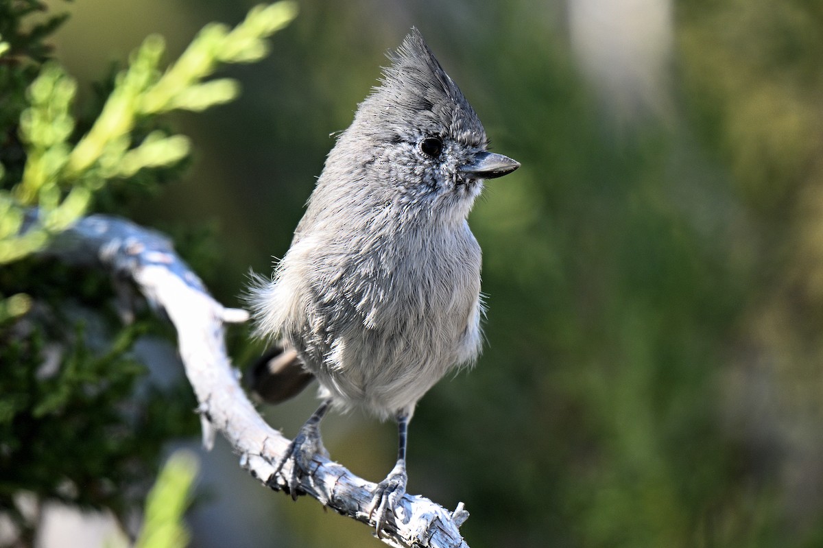 Juniper Titmouse - ML647311403