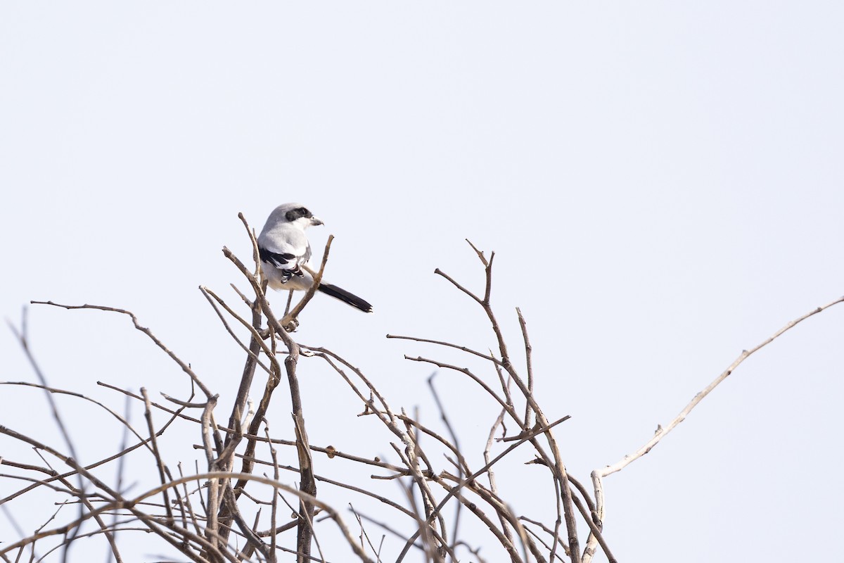 Great Gray Shrike - ML647311406