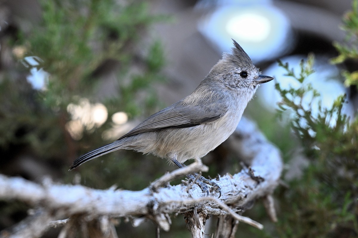 Juniper Titmouse - ML647311407