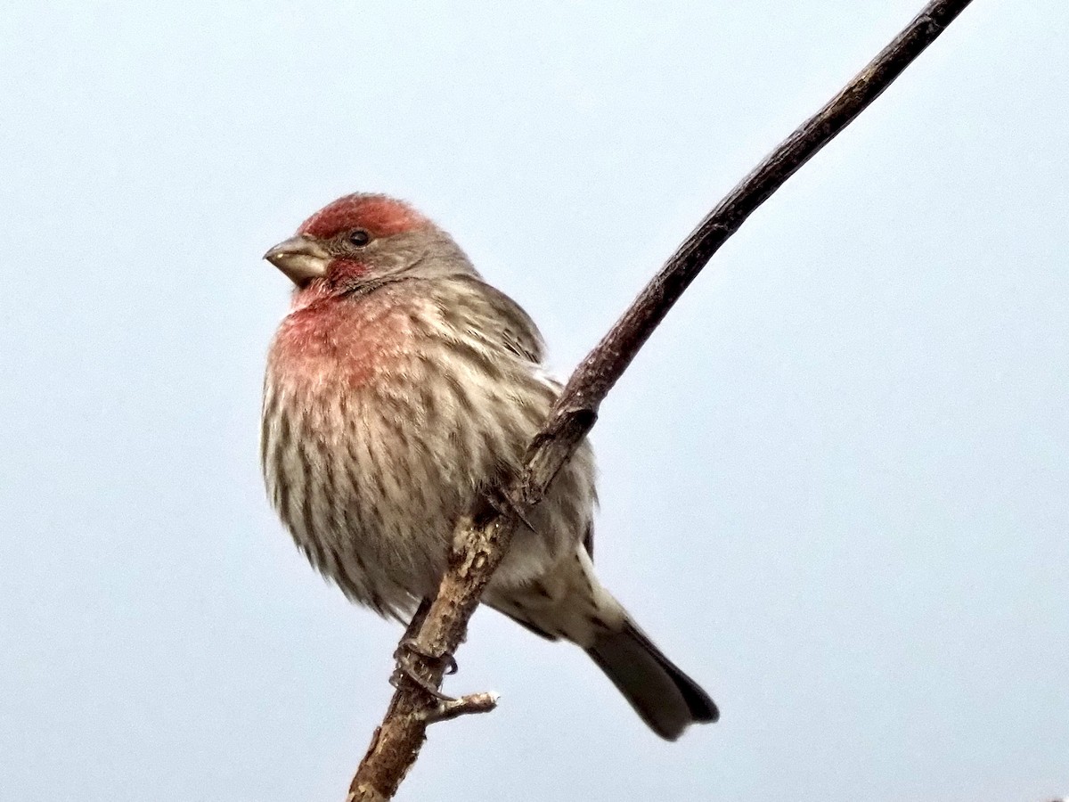 House Finch - ML647311408