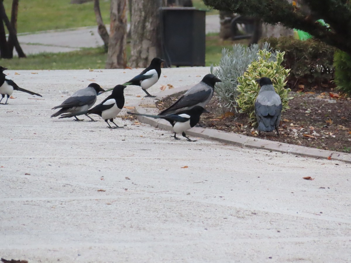 Hooded Crow - ML647311415