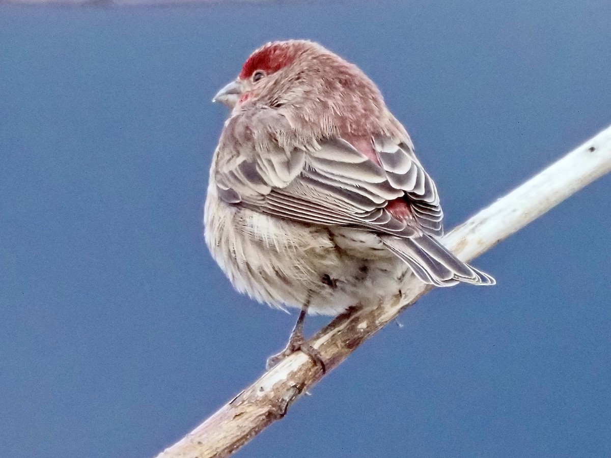 House Finch - ML647311418