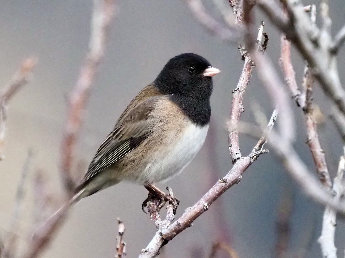 יונקו כהה-עין - ML647311438