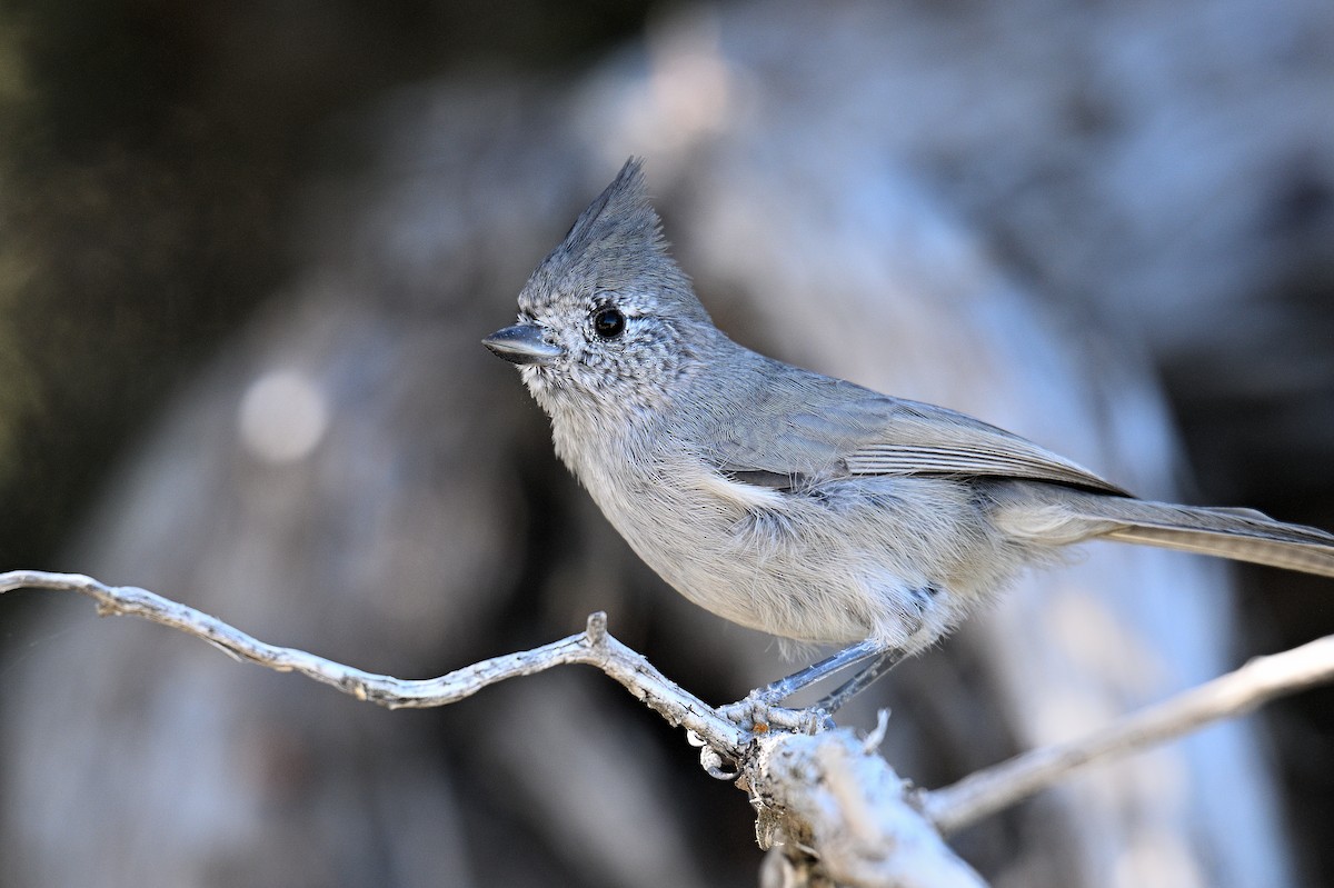 Juniper Titmouse - ML647311469