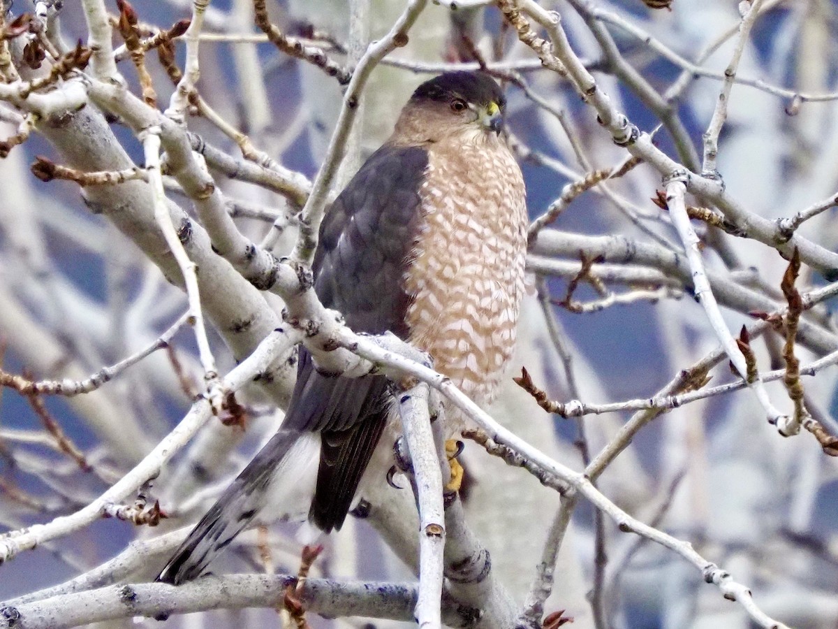 Cooper's Hawk - ML647311477