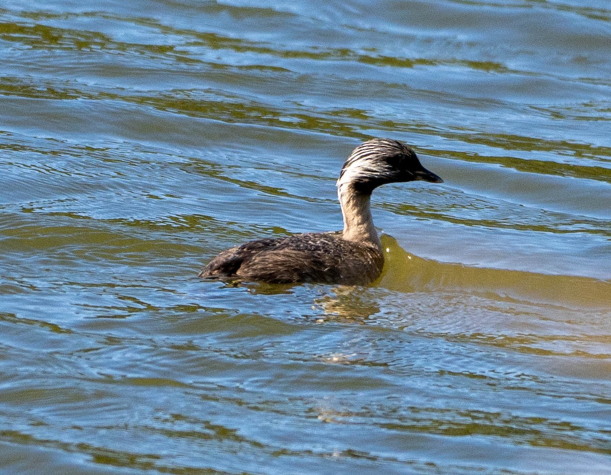 Zampullín Canoso - ML647311513
