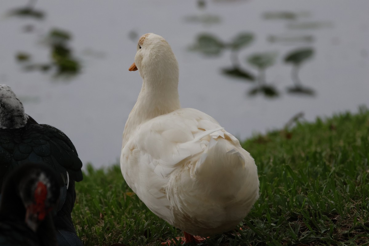 Mallard (Domestic type) - ML647311514