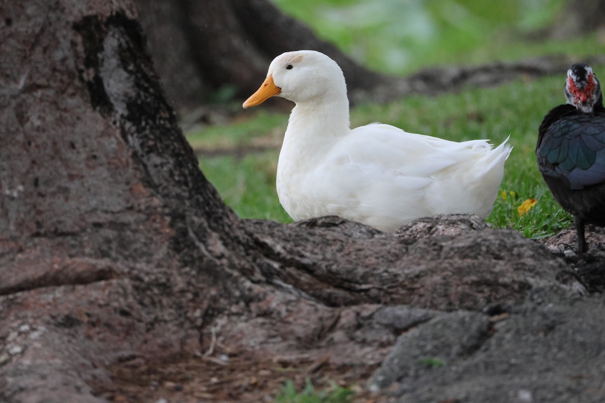 Mallard (Domestic type) - ML647311515