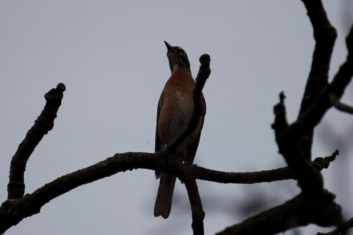 American Robin - ML647311526