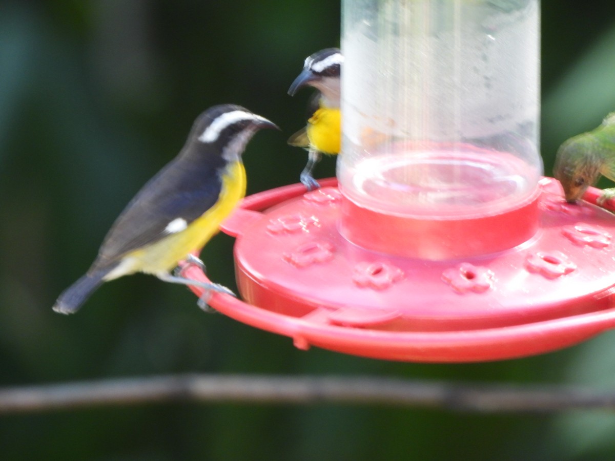 Bananaquit - ML647311531