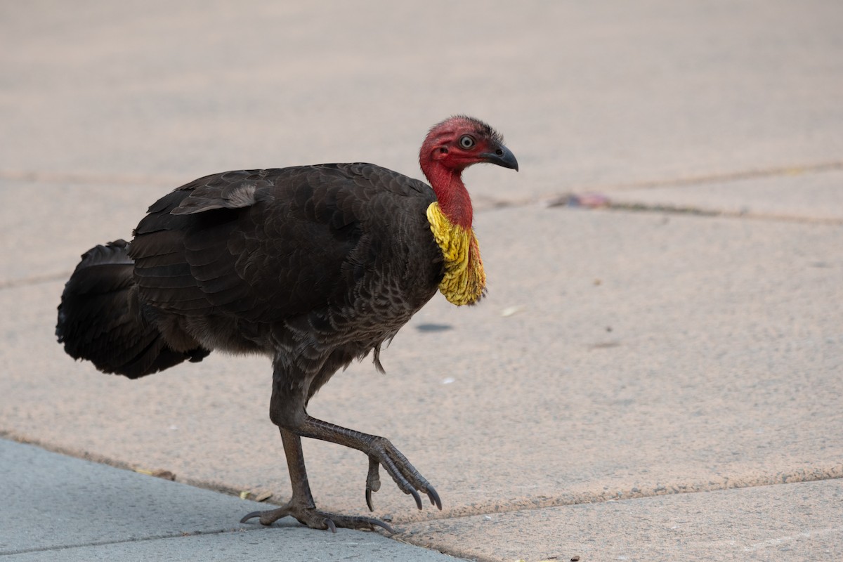 Australian Brushturkey - ML647311549