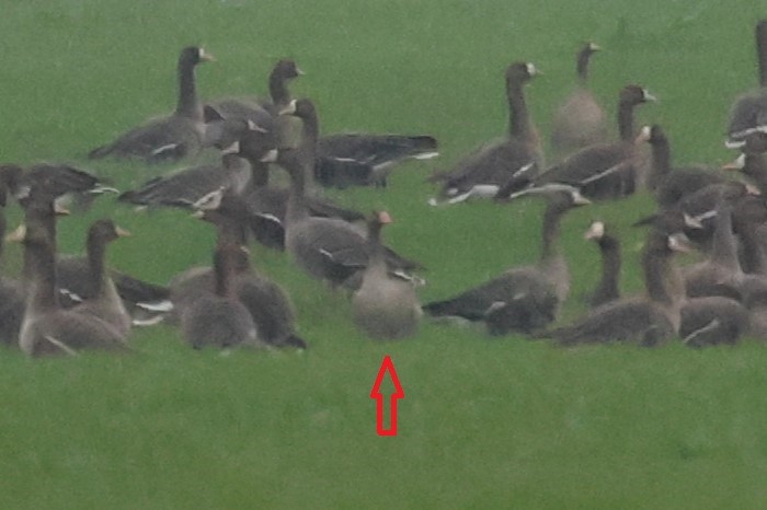 Graylag Goose (European) - ML647311550