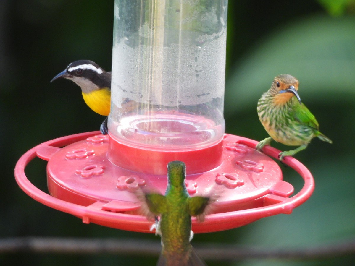 Bananaquit - ML647311554