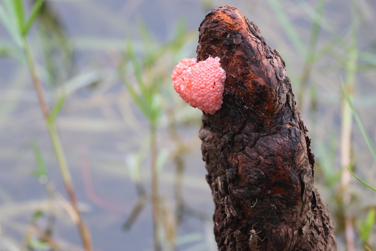 Apple Snails - ML647311563