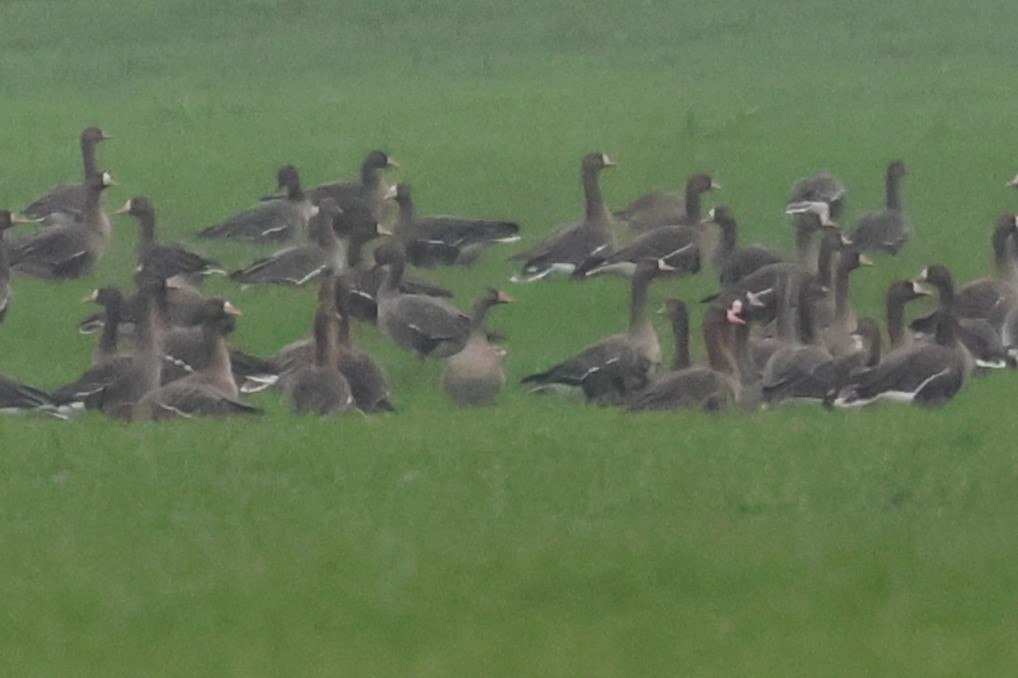 Graylag Goose (European) - ML647311567