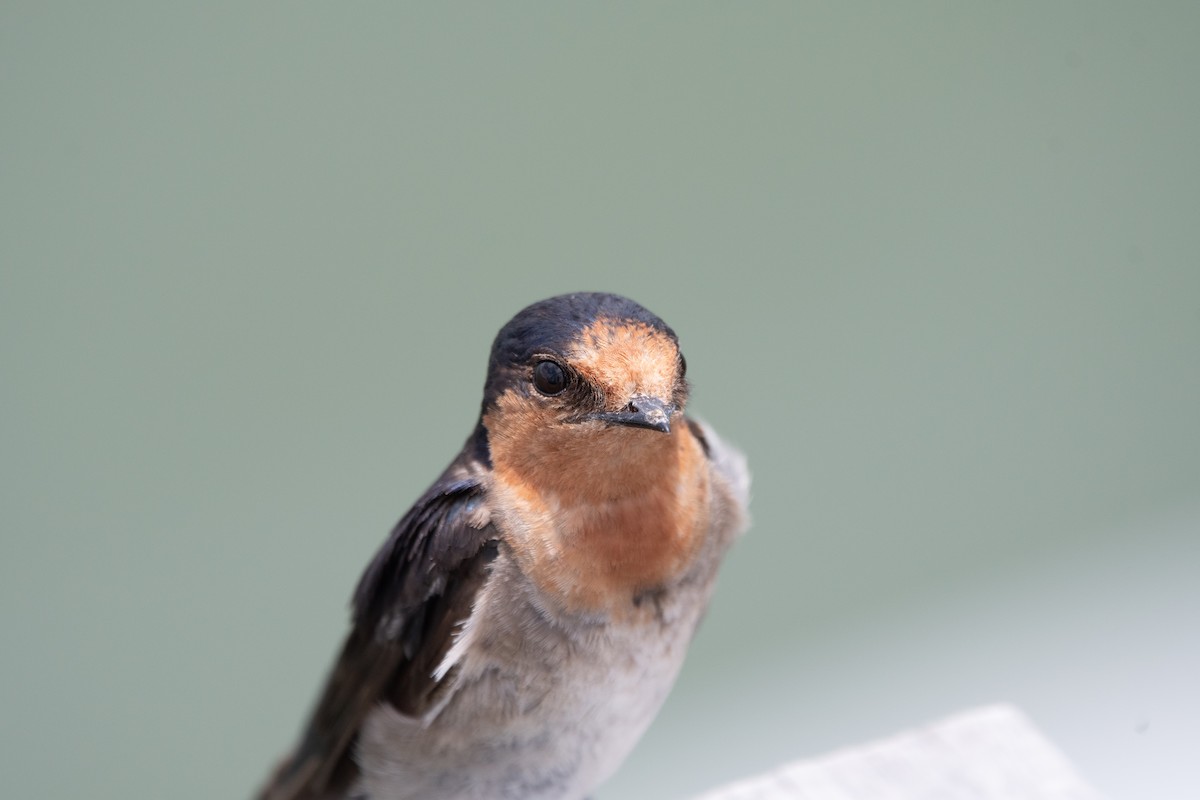 Welcome Swallow - ML647311569