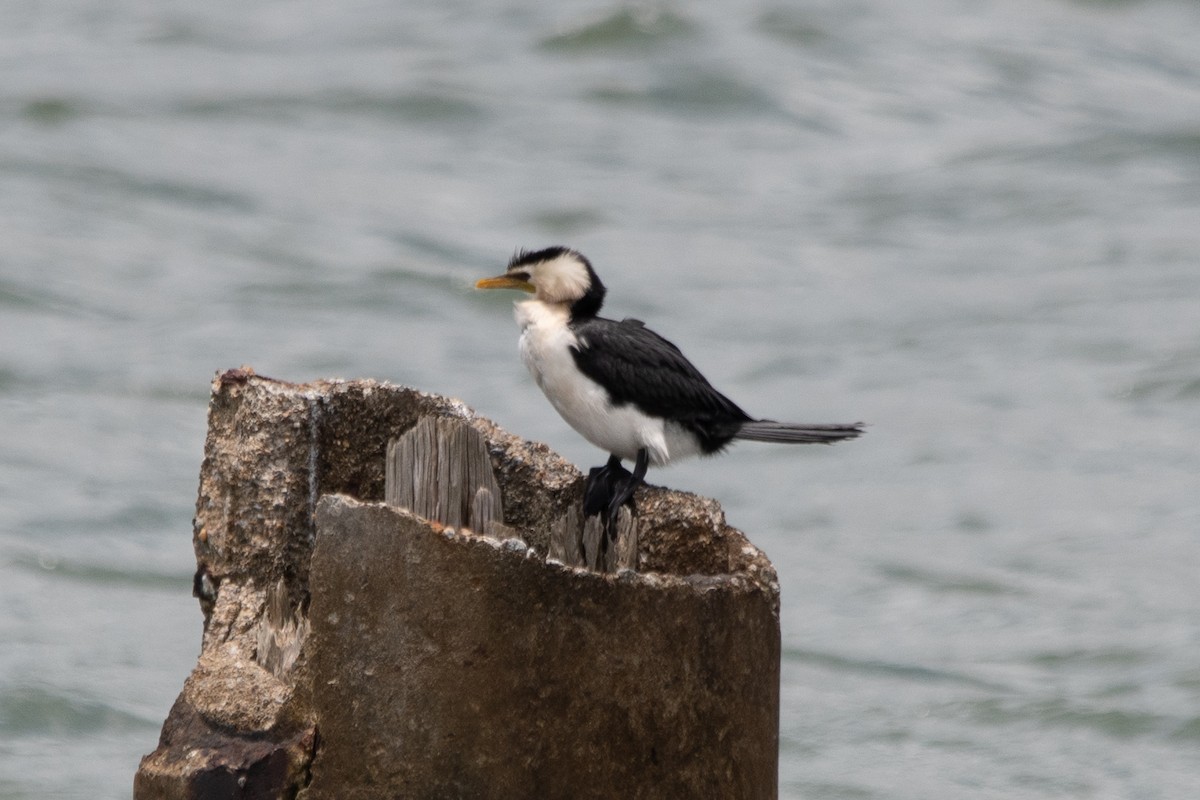 Little Pied Cormorant - ML647311581