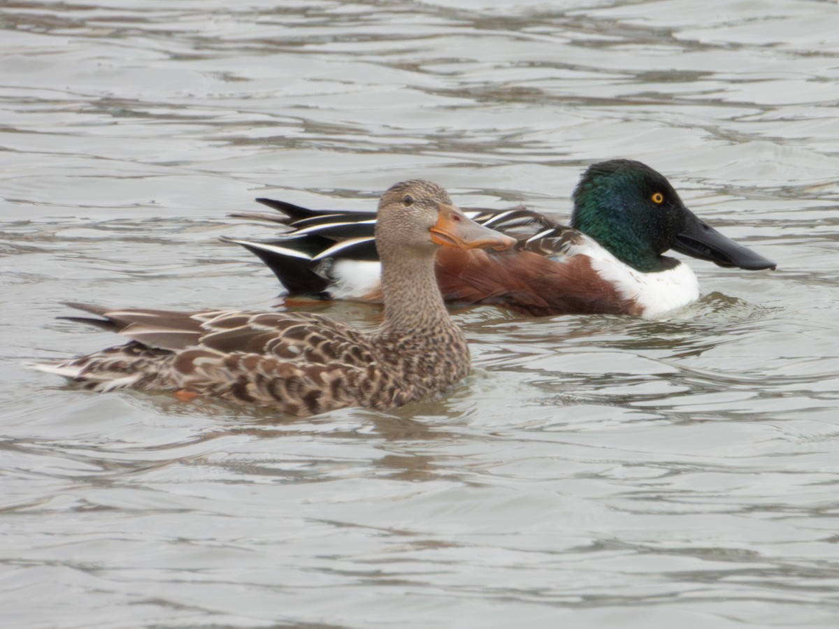 skjeand - ML647311584