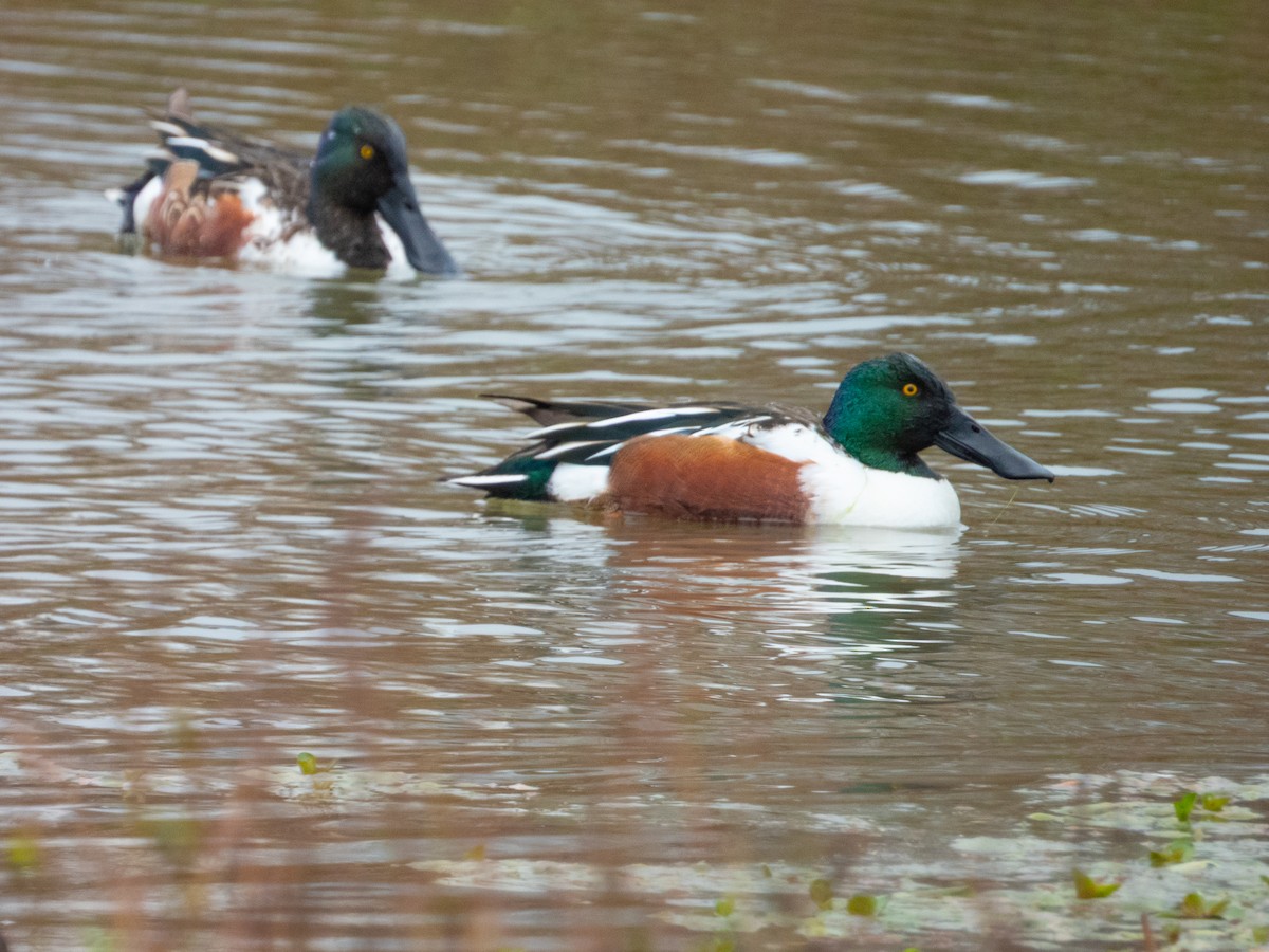 skjeand - ML647311585