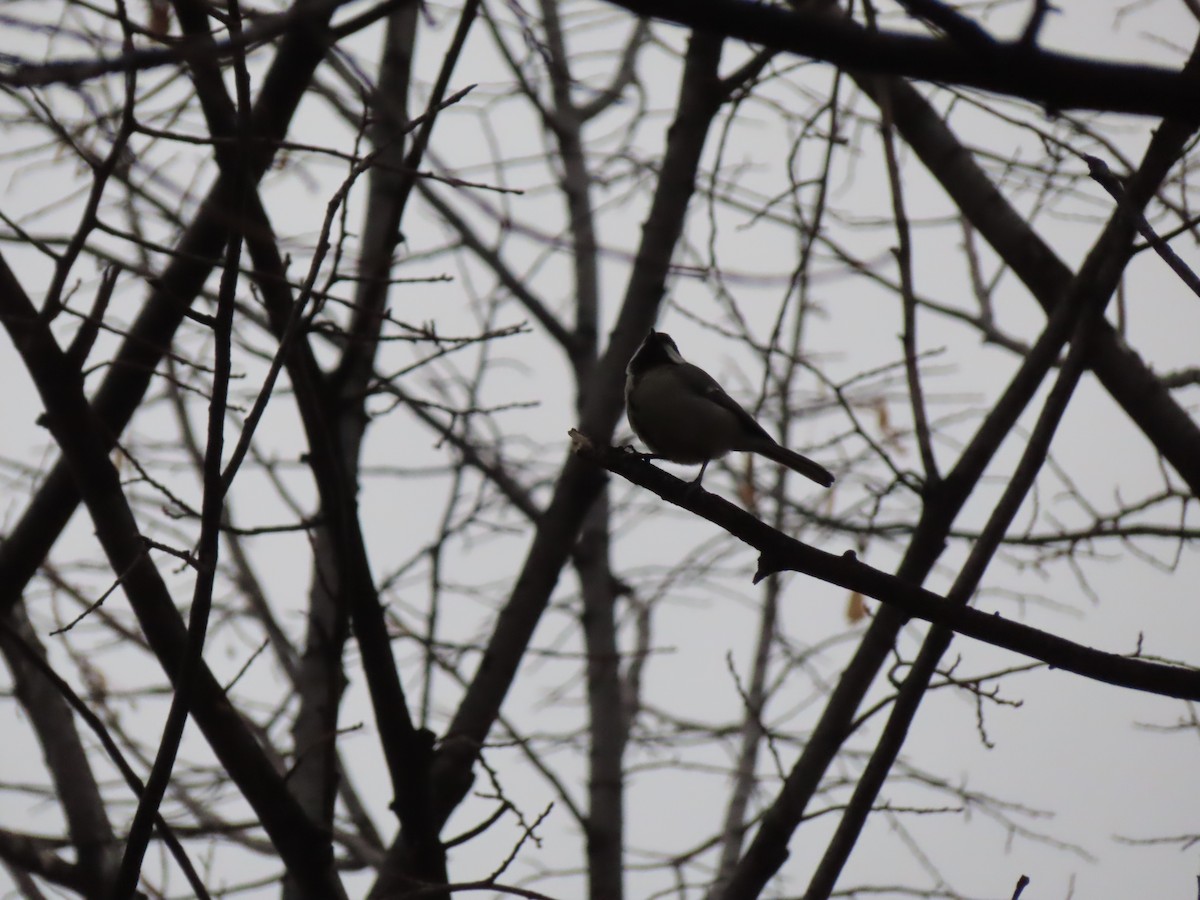 Great Tit - ML647311589