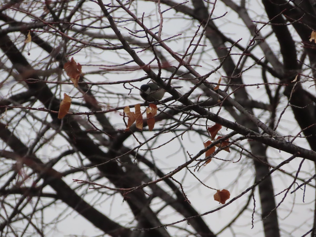 Great Tit - ML647311590