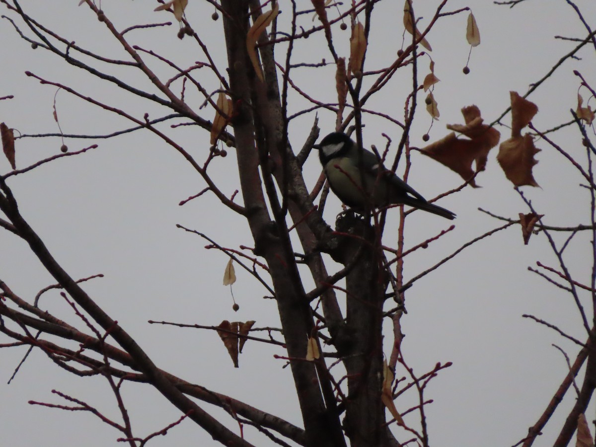 Great Tit - ML647311591