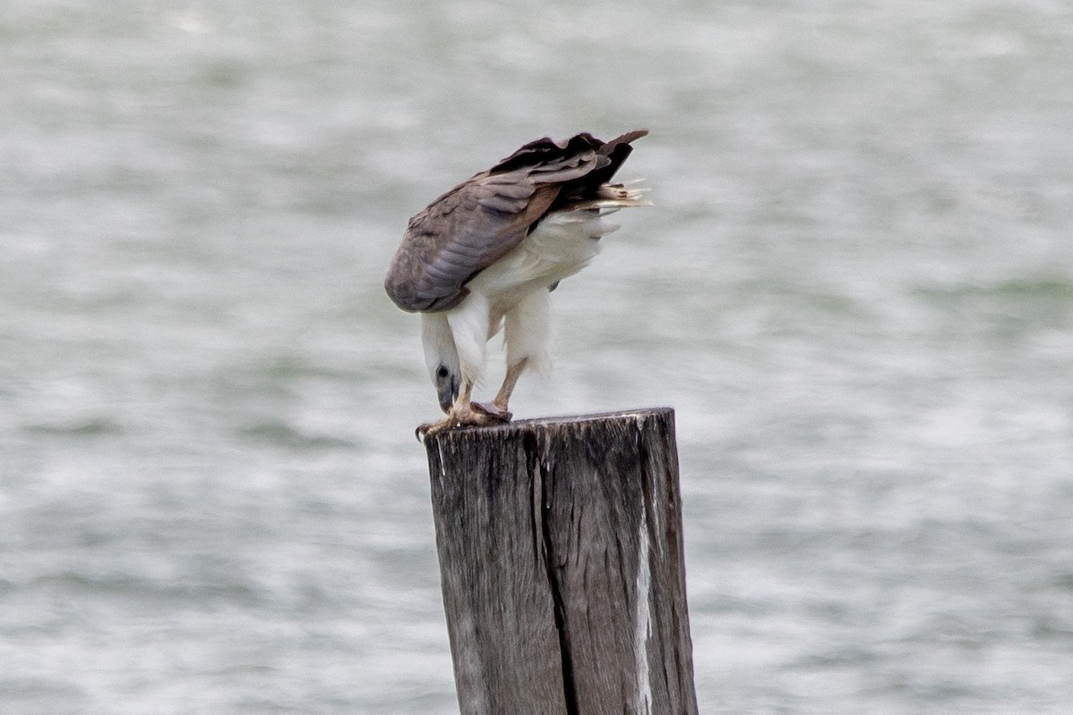 White-bellied Sea-Eagle - ML647311597