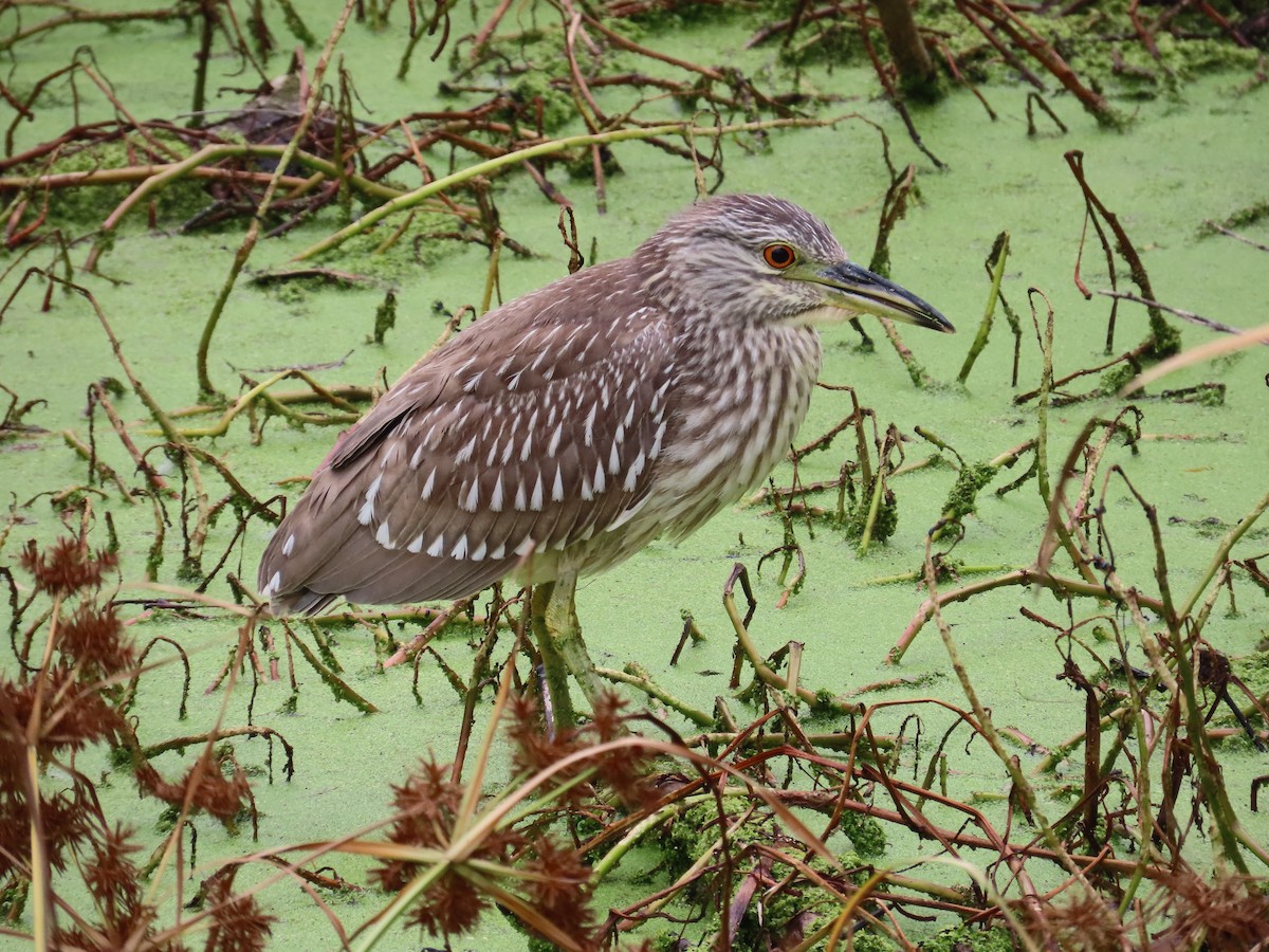 Bihoreau gris - ML647311611