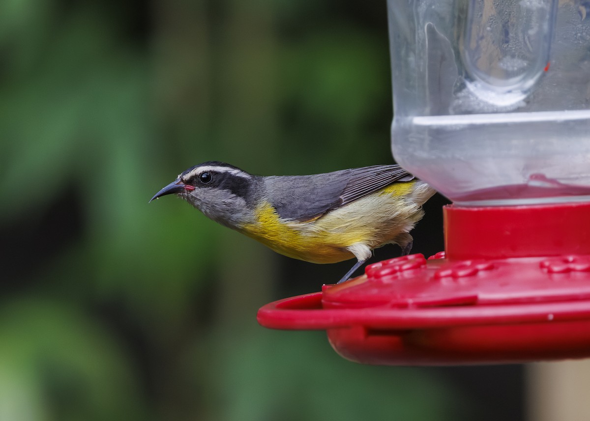 Bananaquit - ML647311614