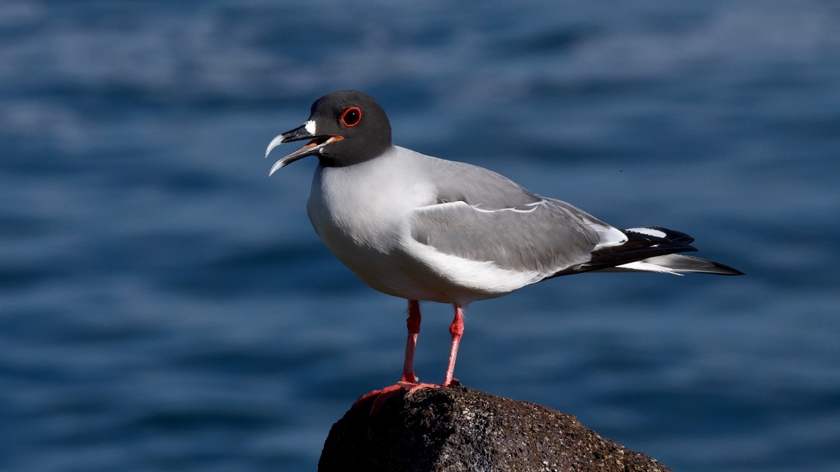 Мартин галапагоський - ML647311616