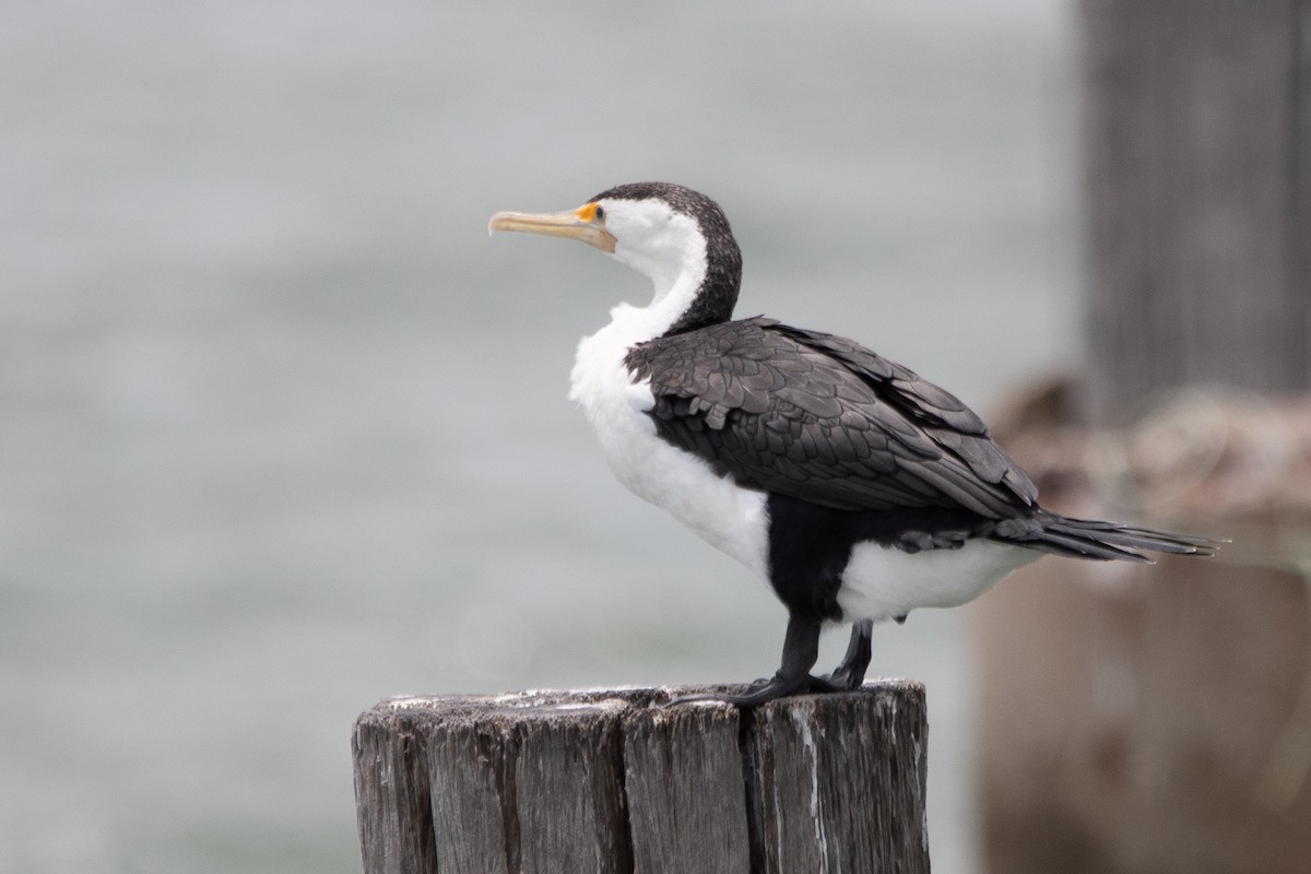 Pied Cormorant - ML647311624