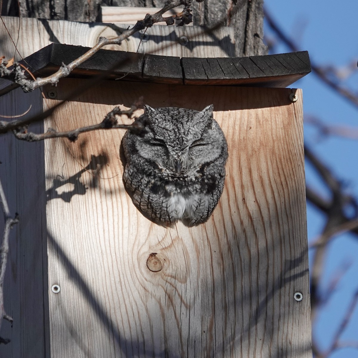 Western Screech-Owl - ML647311643