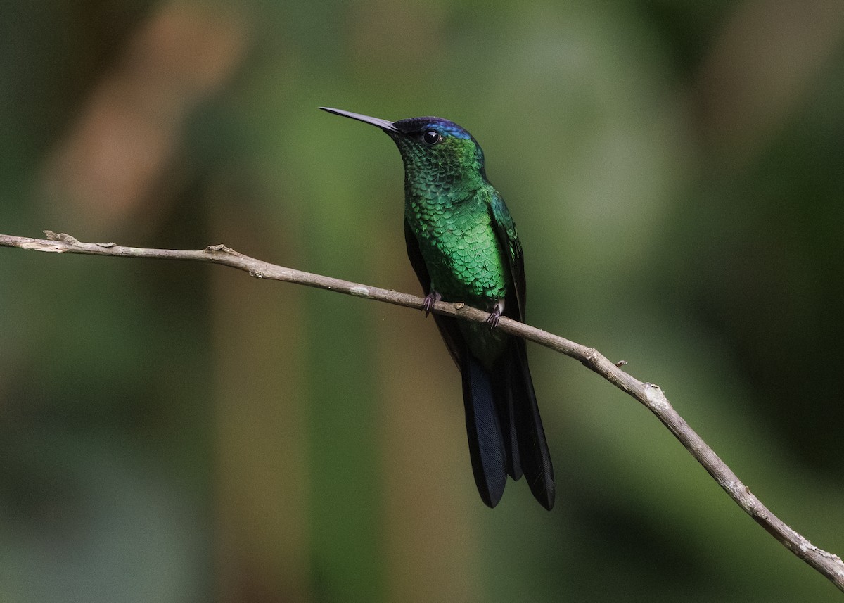 Violet-capped Woodnymph - ML647311645