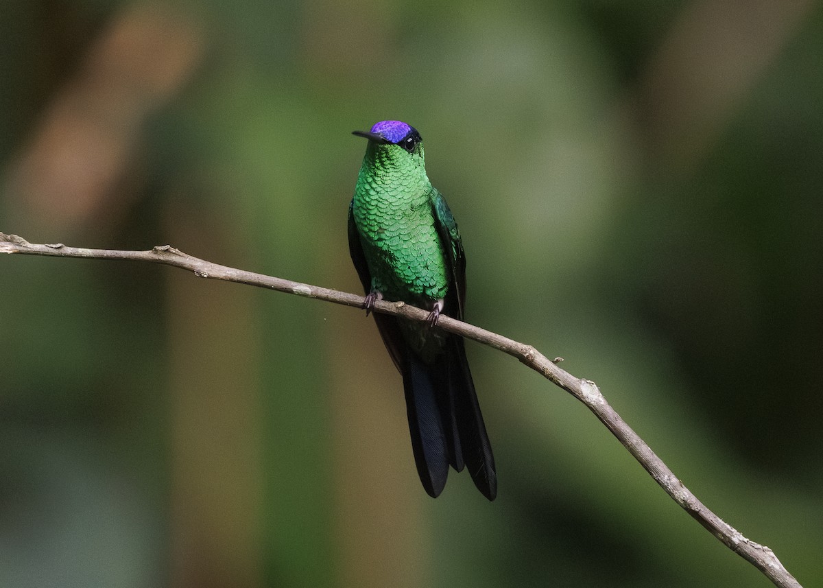 Violet-capped Woodnymph - ML647311646